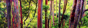 Peter Lik: The Man and His Works